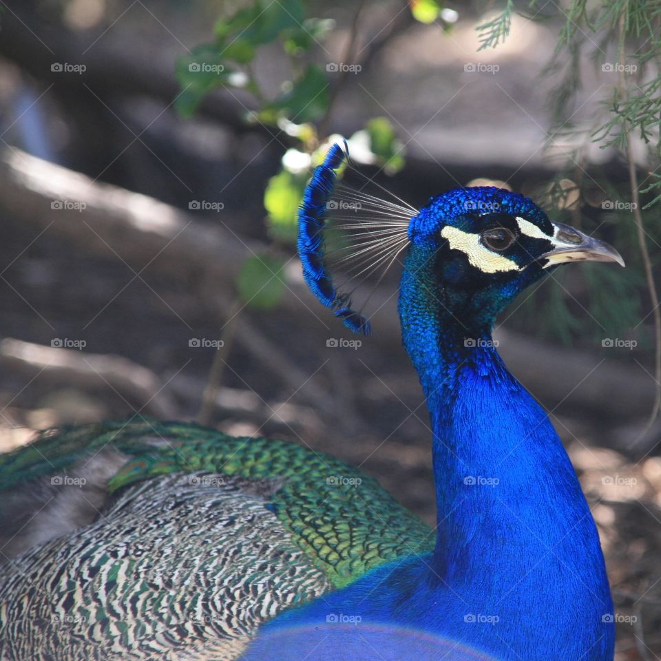 Proud Male Peacock