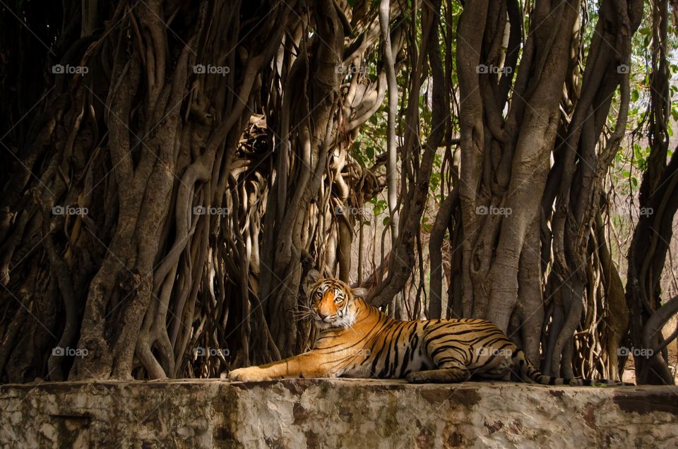 A lonely tiger sitting near tree roots and relaxing in the jungle, India