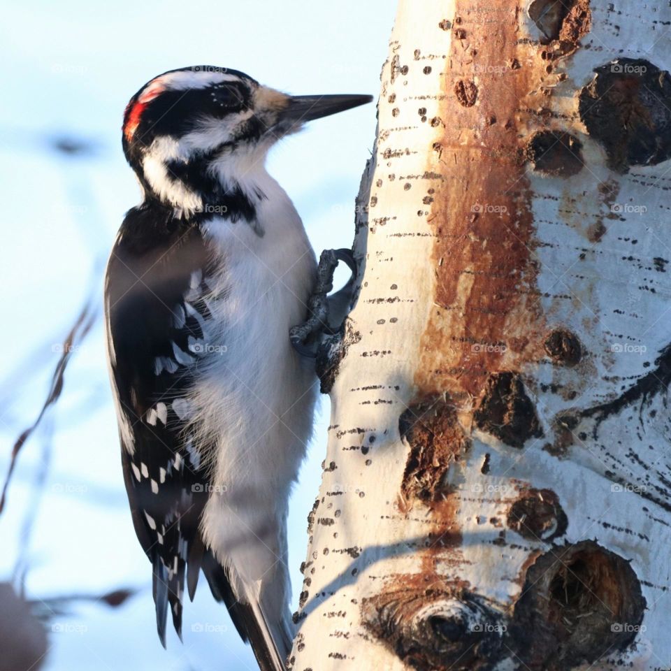 woodpecker Pecking