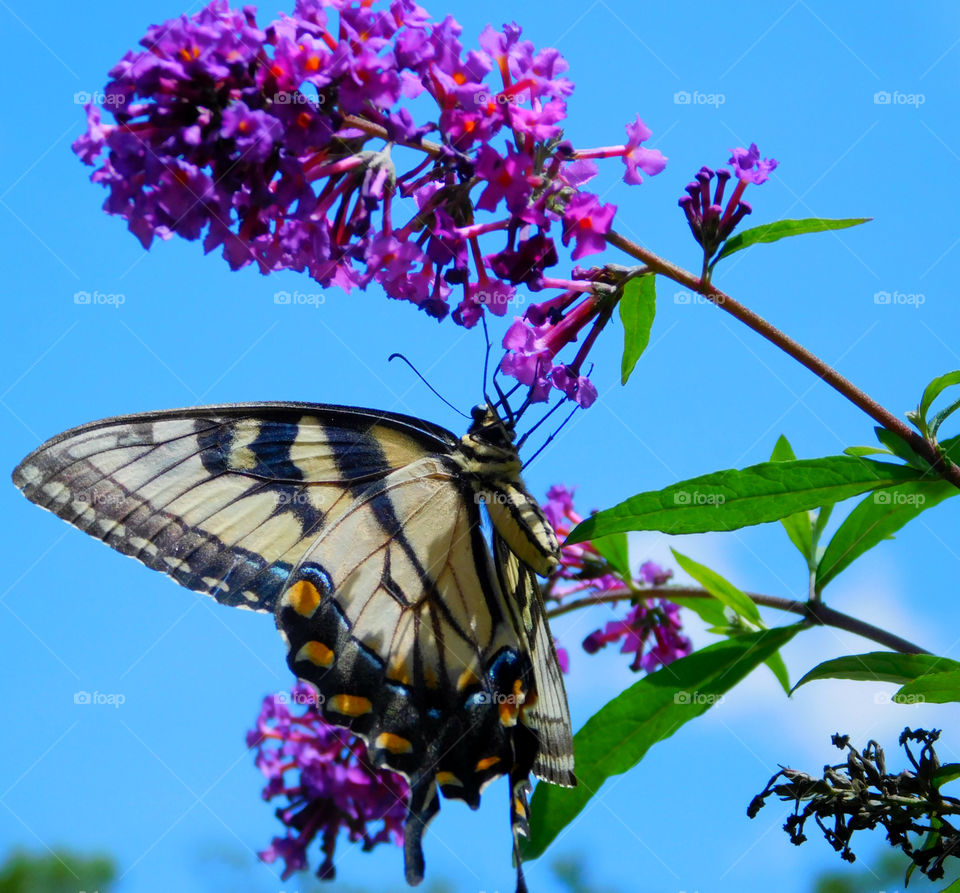 Close-up of butterfly on purple flower