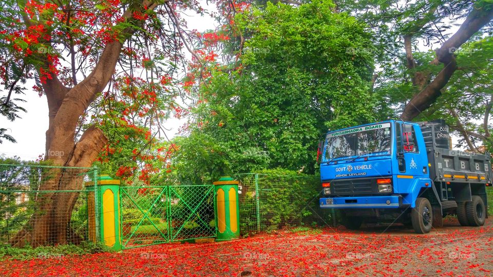 green park garden and big tree