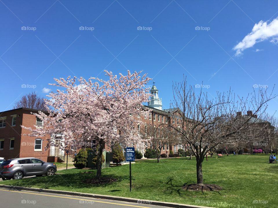 Spring on campus
