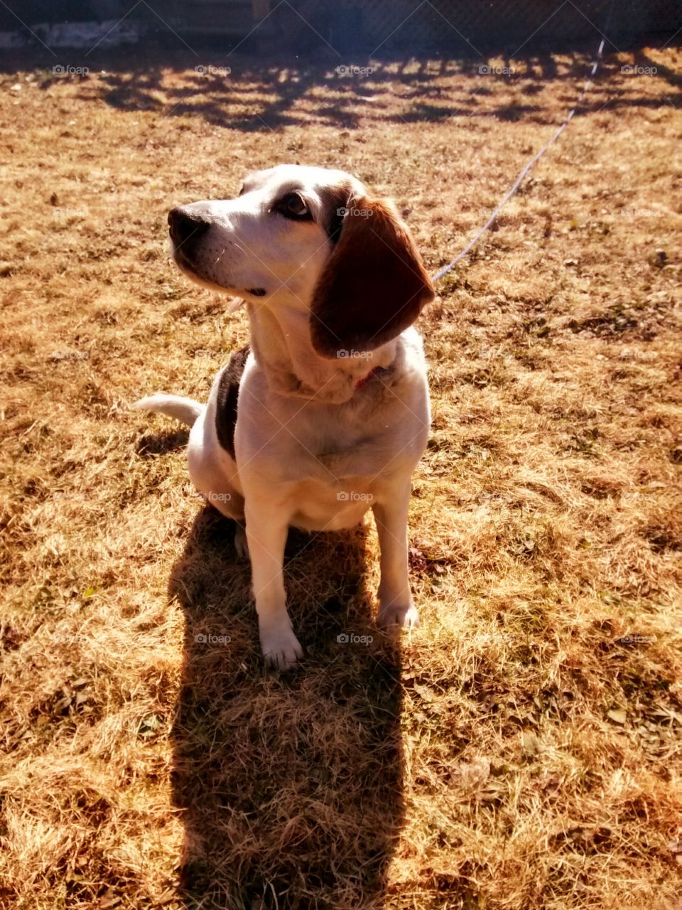 Beagle dog in sun