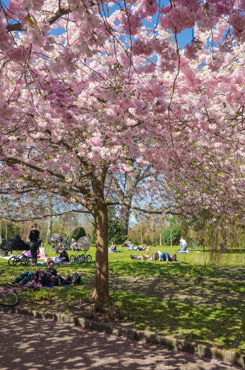 Pink park