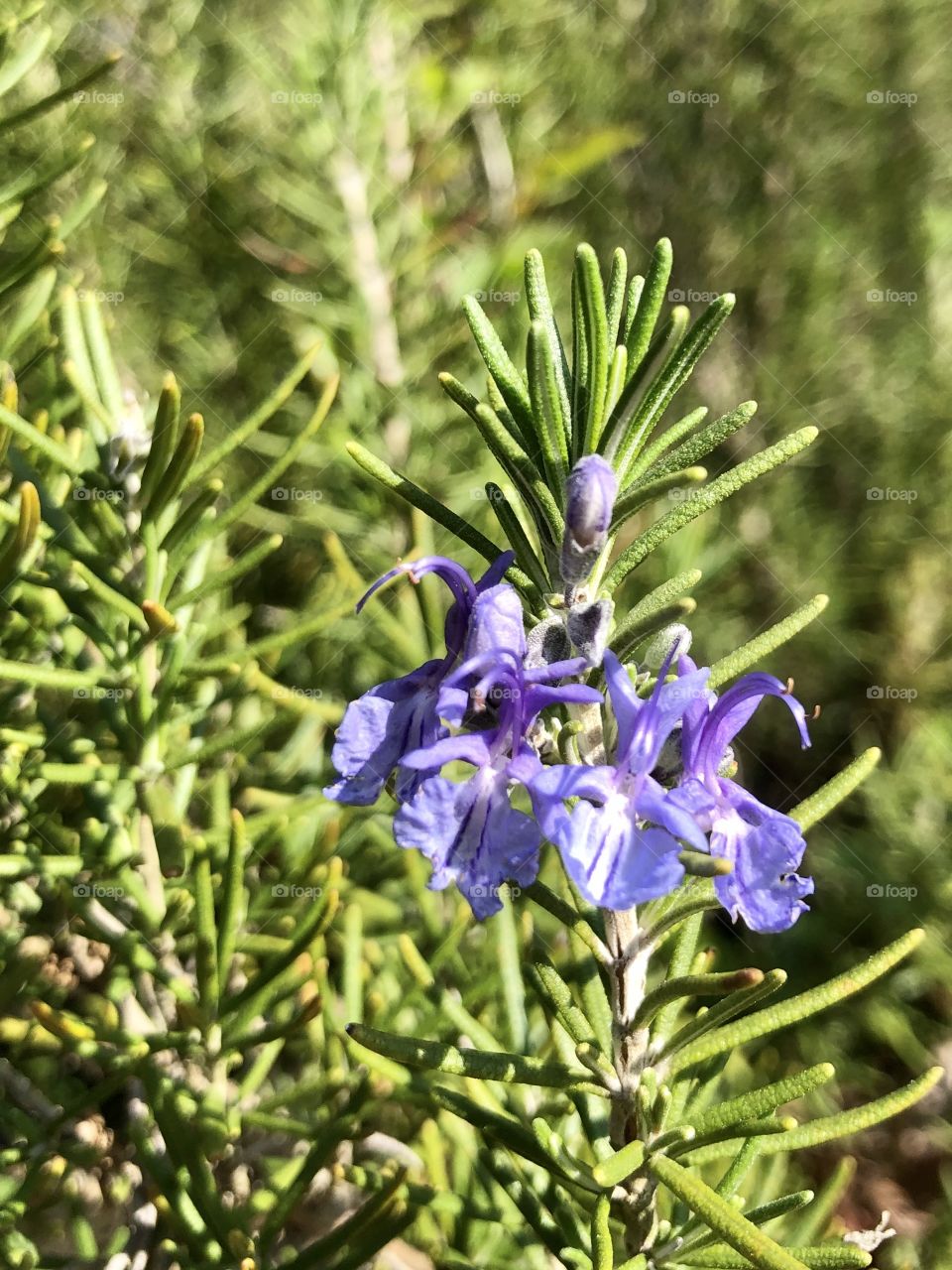 Rosemary in bloom 