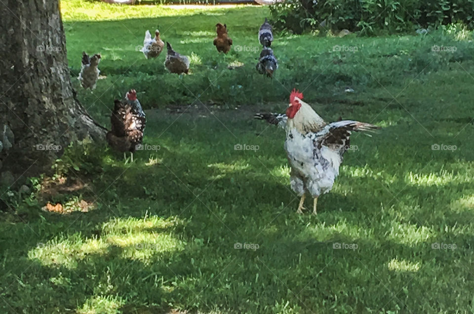 Free range chickens on a farm in rural Vermont. They were living the good life up there! 