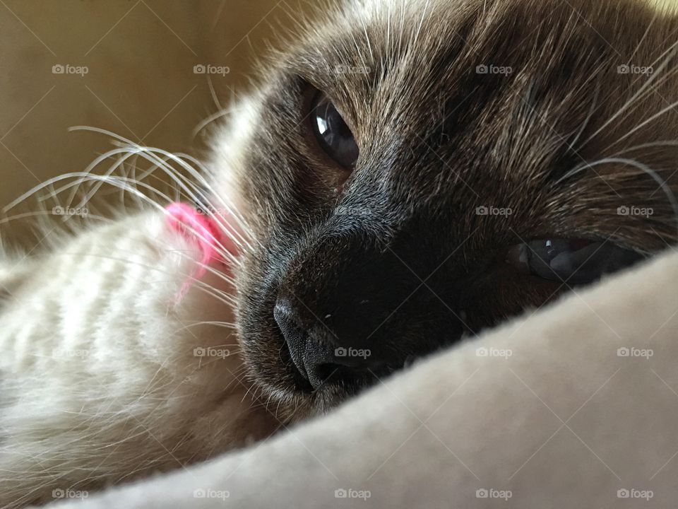 Close-up of a resting cat