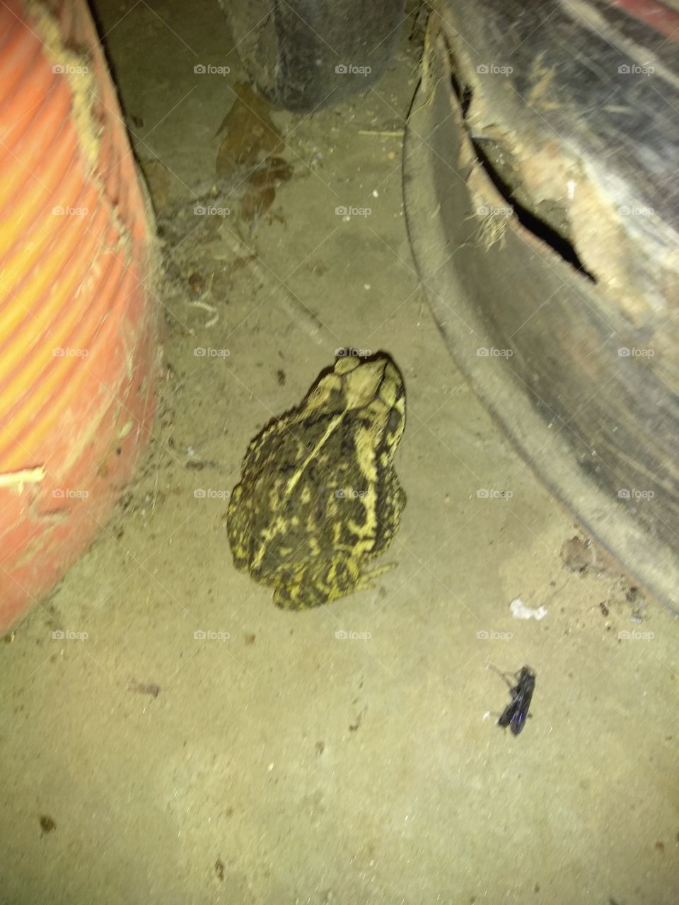 this gigantic toad frog could not pass up a picture