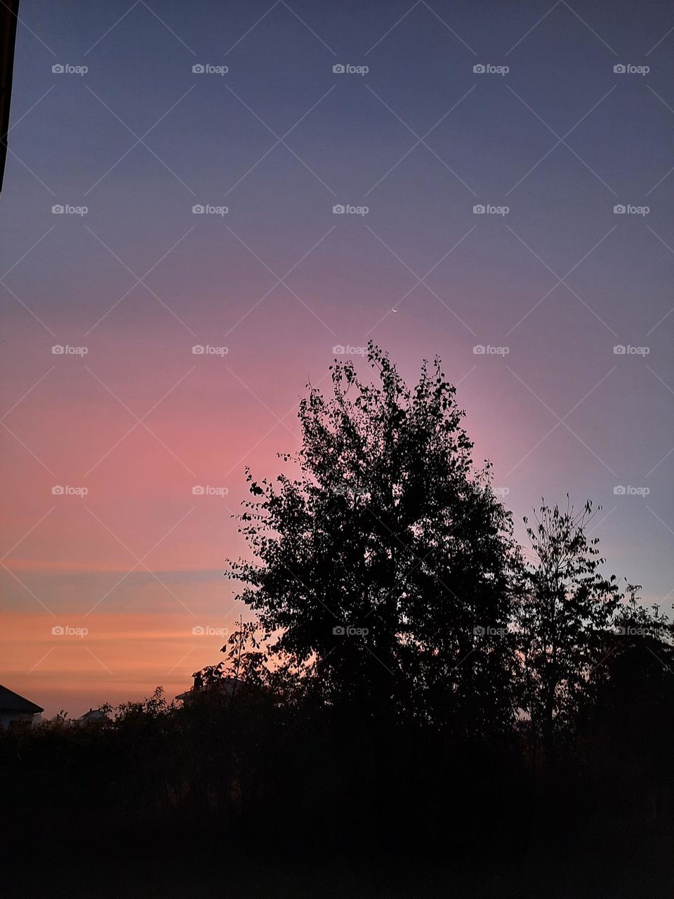 colourful  sunrise  with black silhouettes of trees