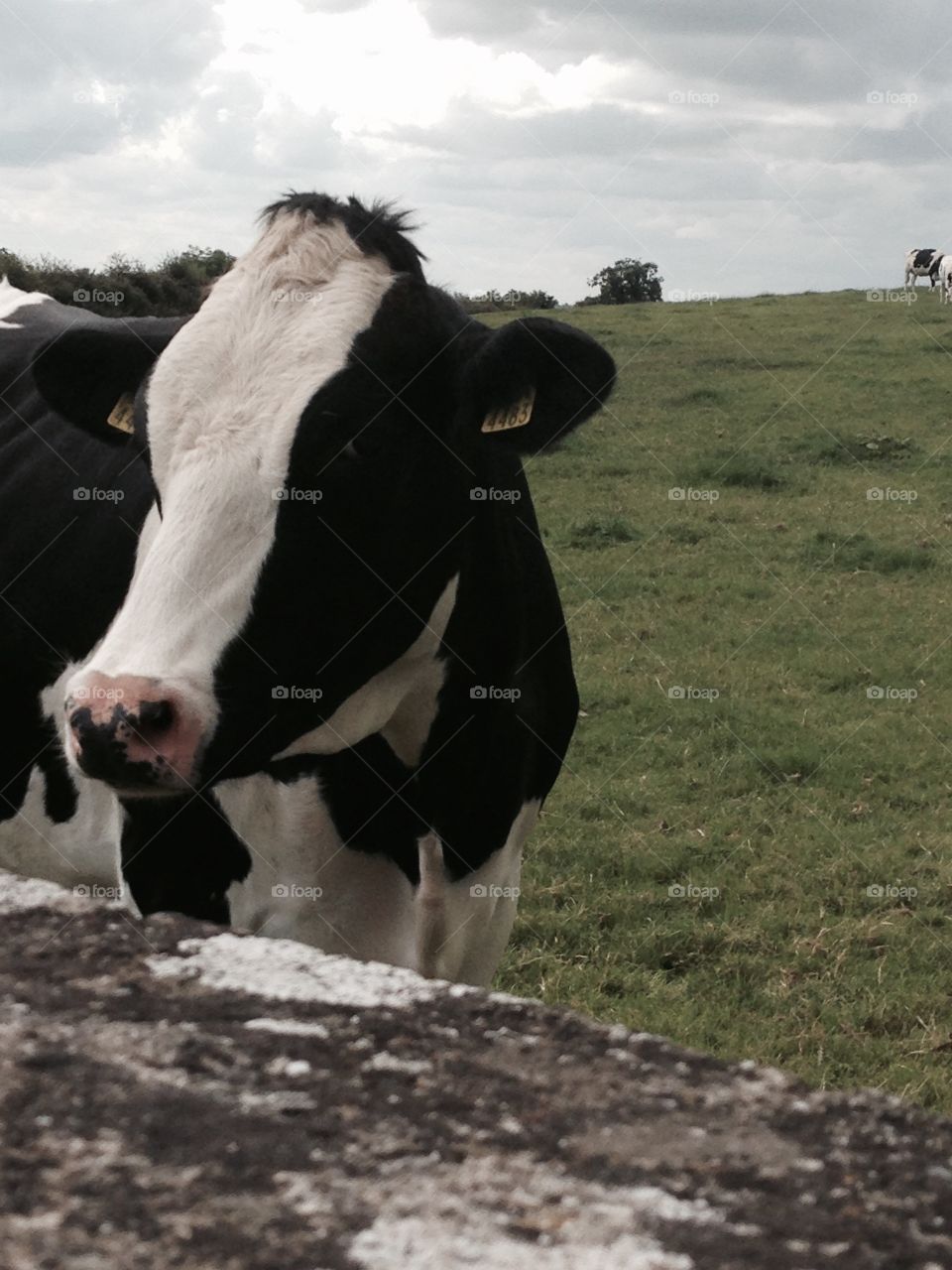 Irish cow