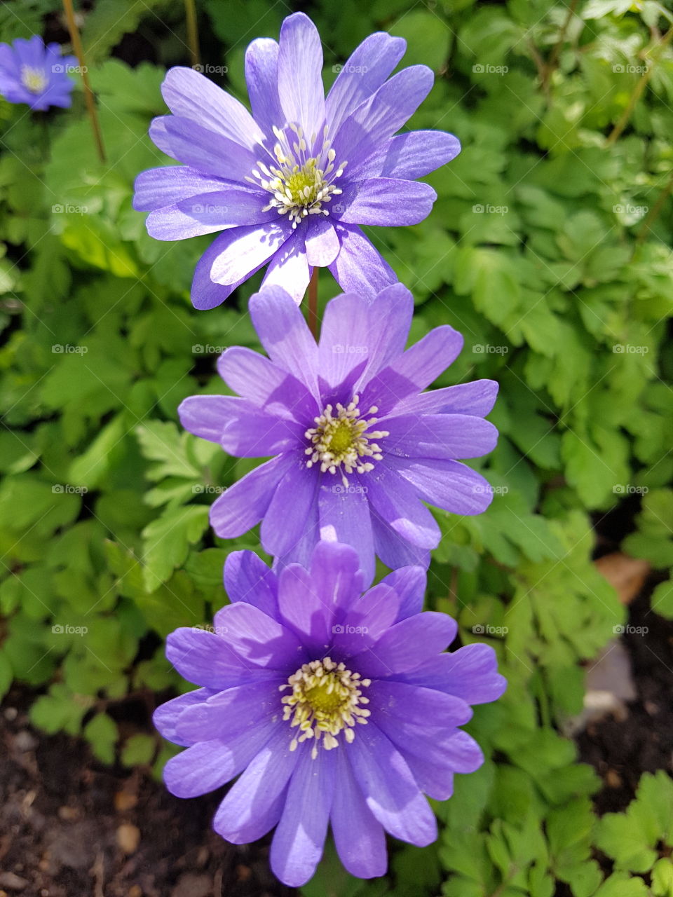 Purple Flowers Surrounded by Green Leaves