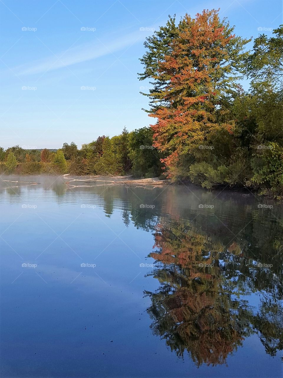 Tree reflected on lake