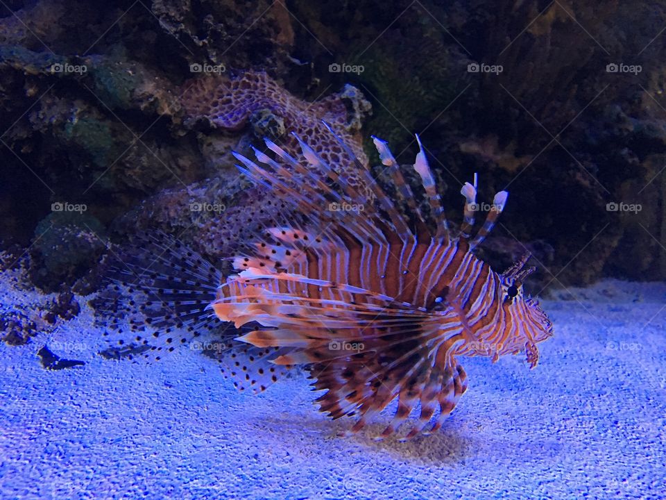 Young lion fish