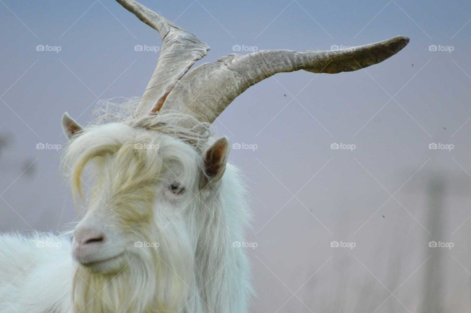 old goat with large antlers