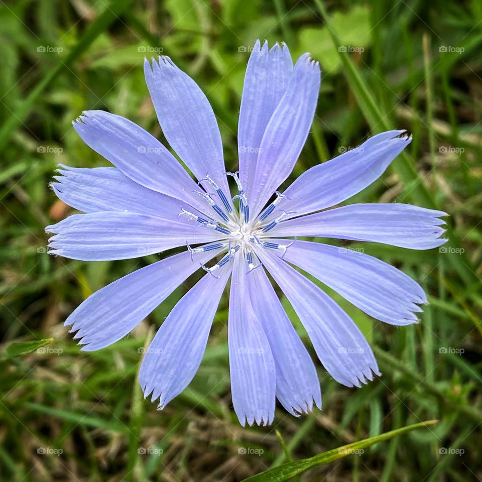 Chicory wildflower 