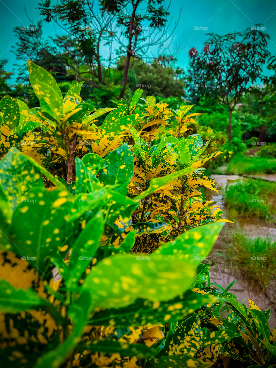 very attractive lives  nice color of the lives pls purchase this image