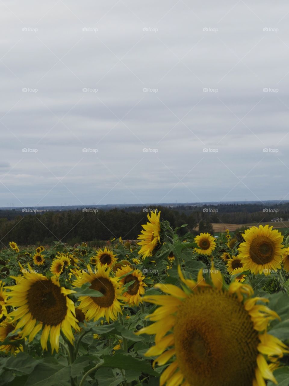 Beautiful field of sunflowers at the sunmaze, Bowden AB