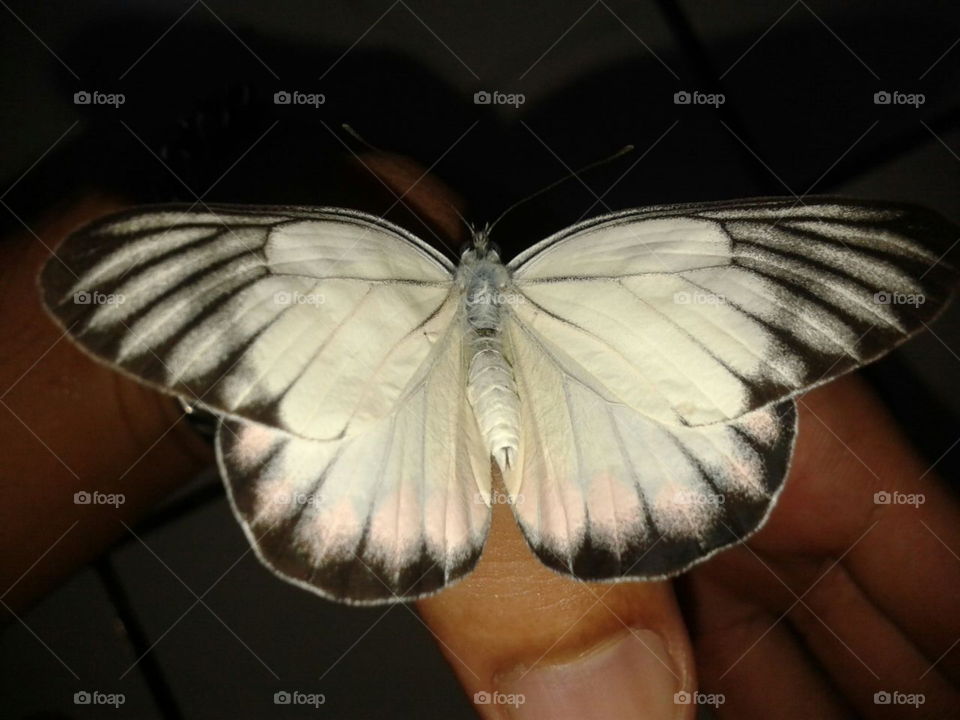 Butterfly in my hands