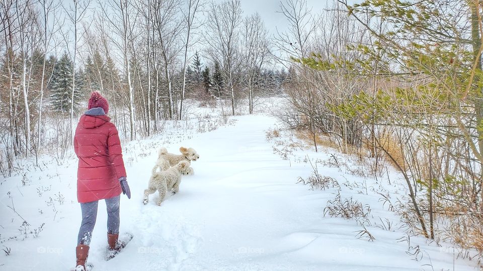 Winter hike snow shoeing with dogs