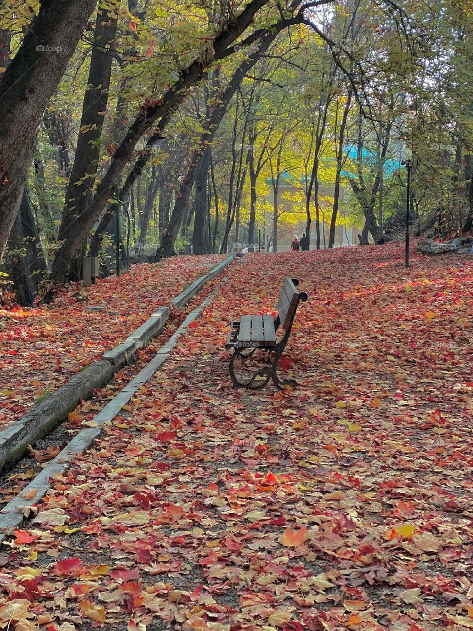 I worship the silence and fever and chills in the fall....fall  has arrived; do not crush The leaves! They carpet the ground beautifully every day..