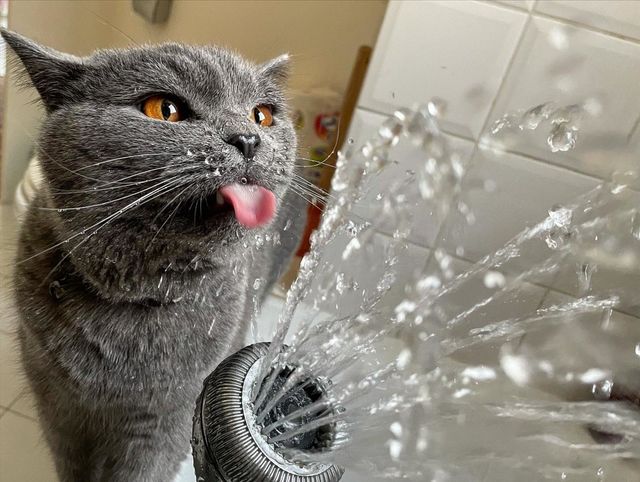 My cat is obsessed with water 💦