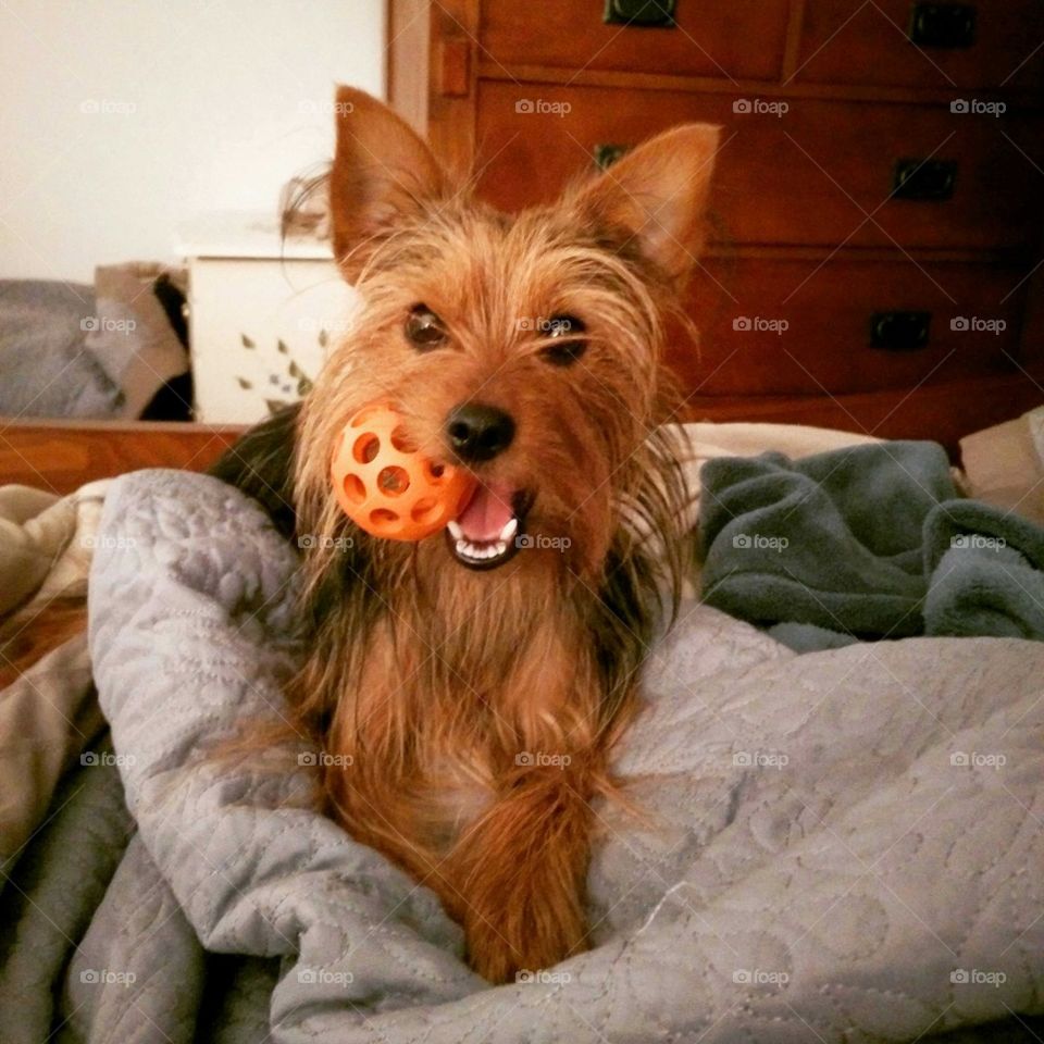 Yorkie with a Toy