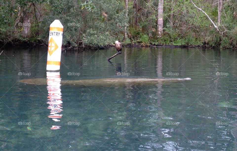 Homasasa River. Manatee 