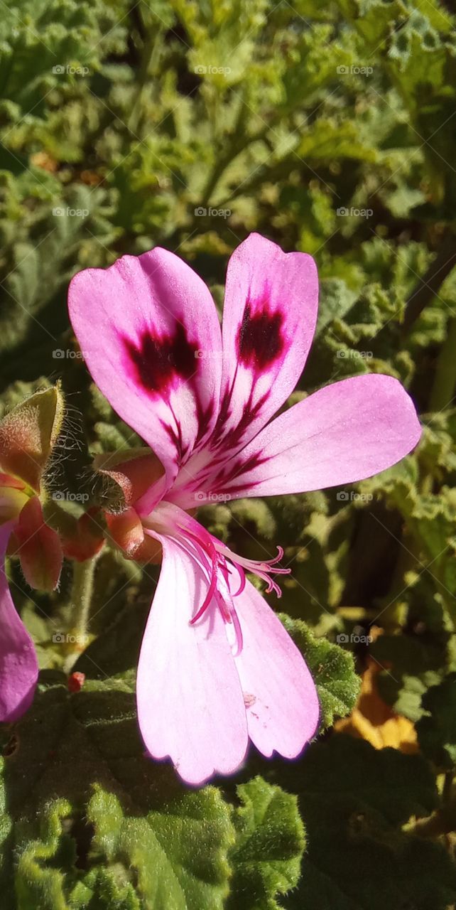 Pelargonium graveolens