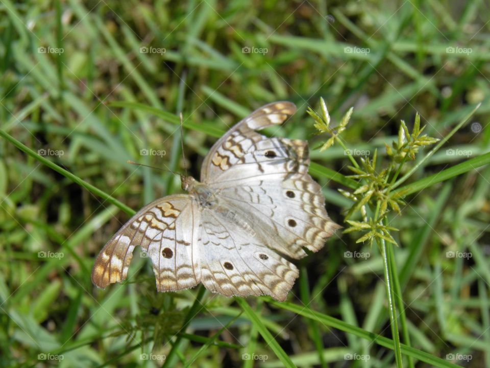 Butterfly With Tattered Wings
