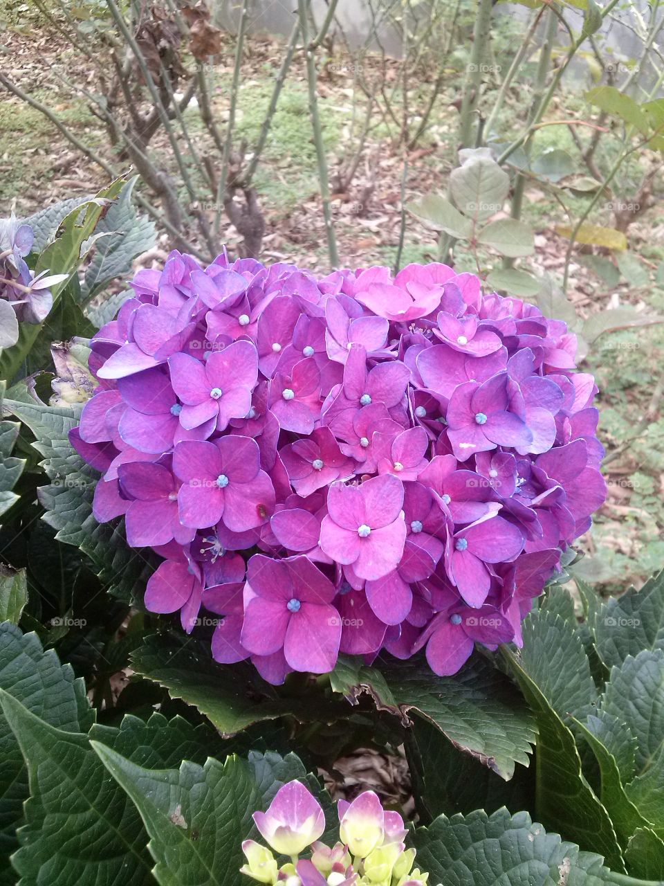 hortensia flower purple