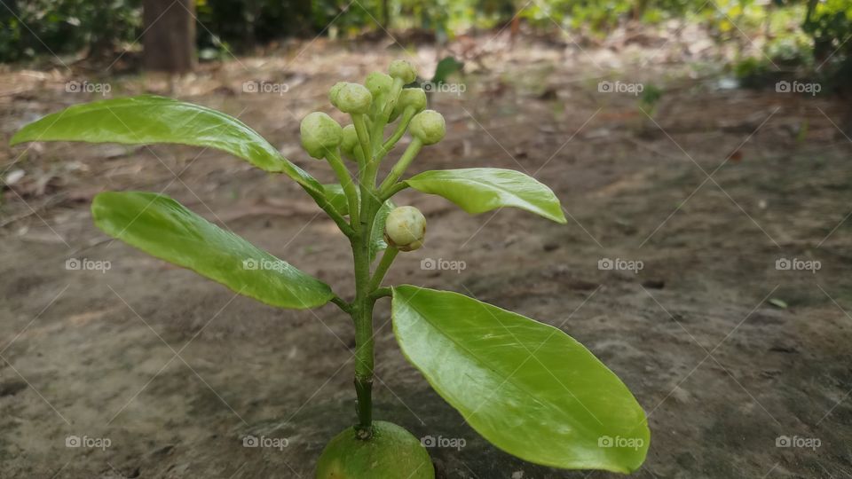 Beautiful Flowering plants is founded in Spring time