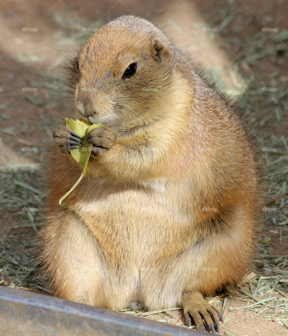 Prairie Dog