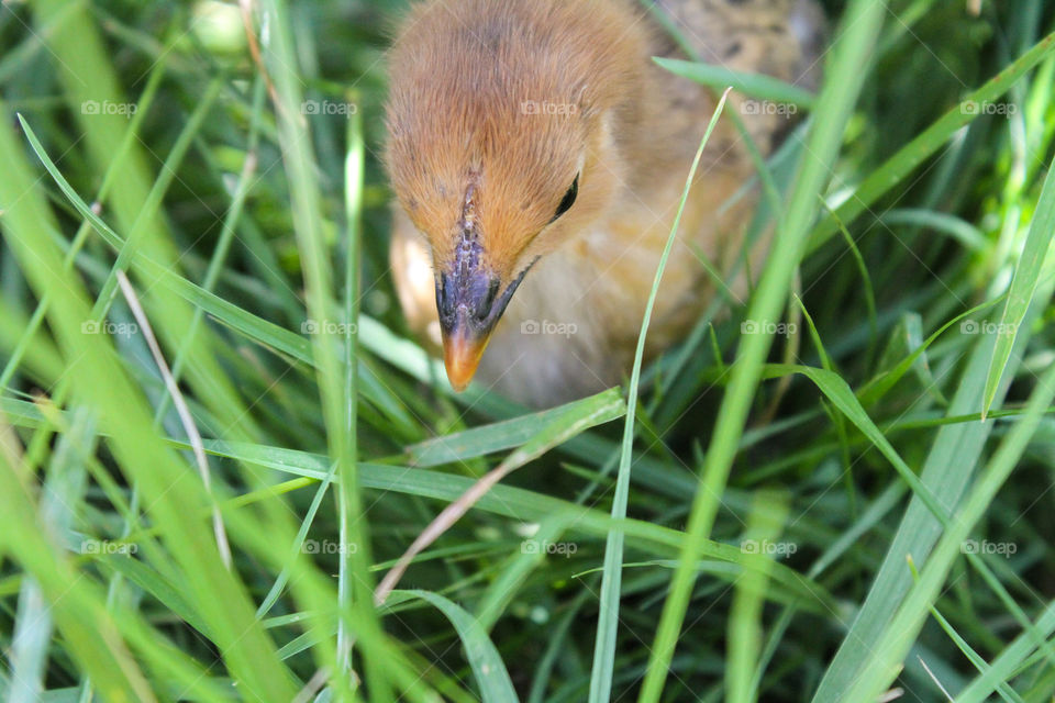 Chicken exploring