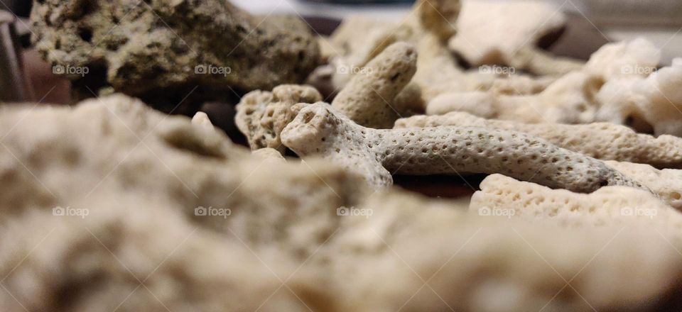 Dreams are like coral reefs, you might think it's far but looks so near