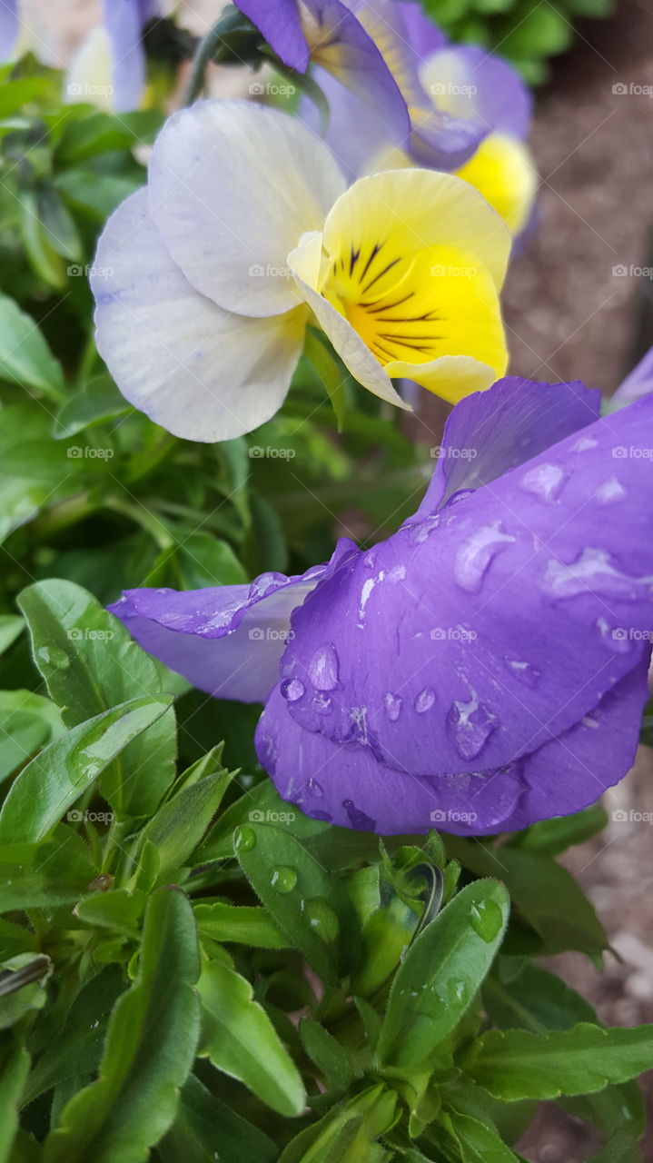 rain drops on flowers