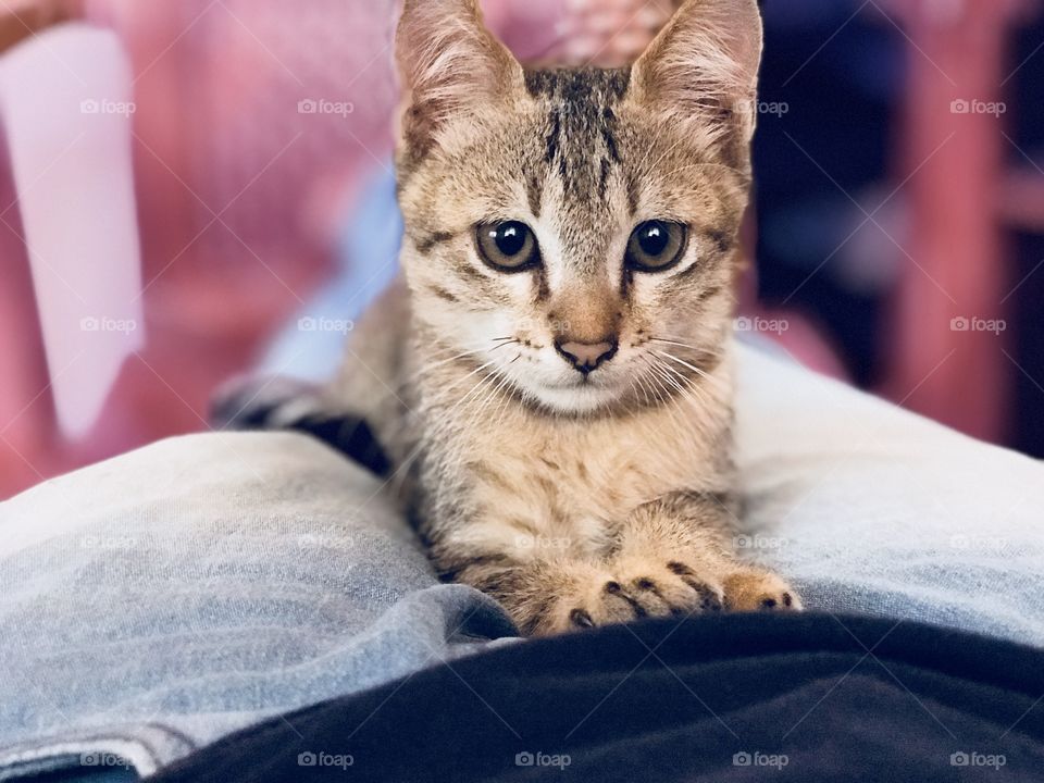 Love with Kitty 🐱