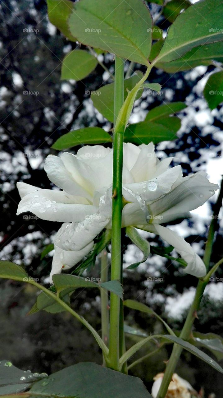 In the garden, after rain..