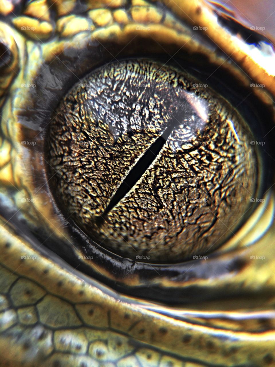 Crocodilians Eye