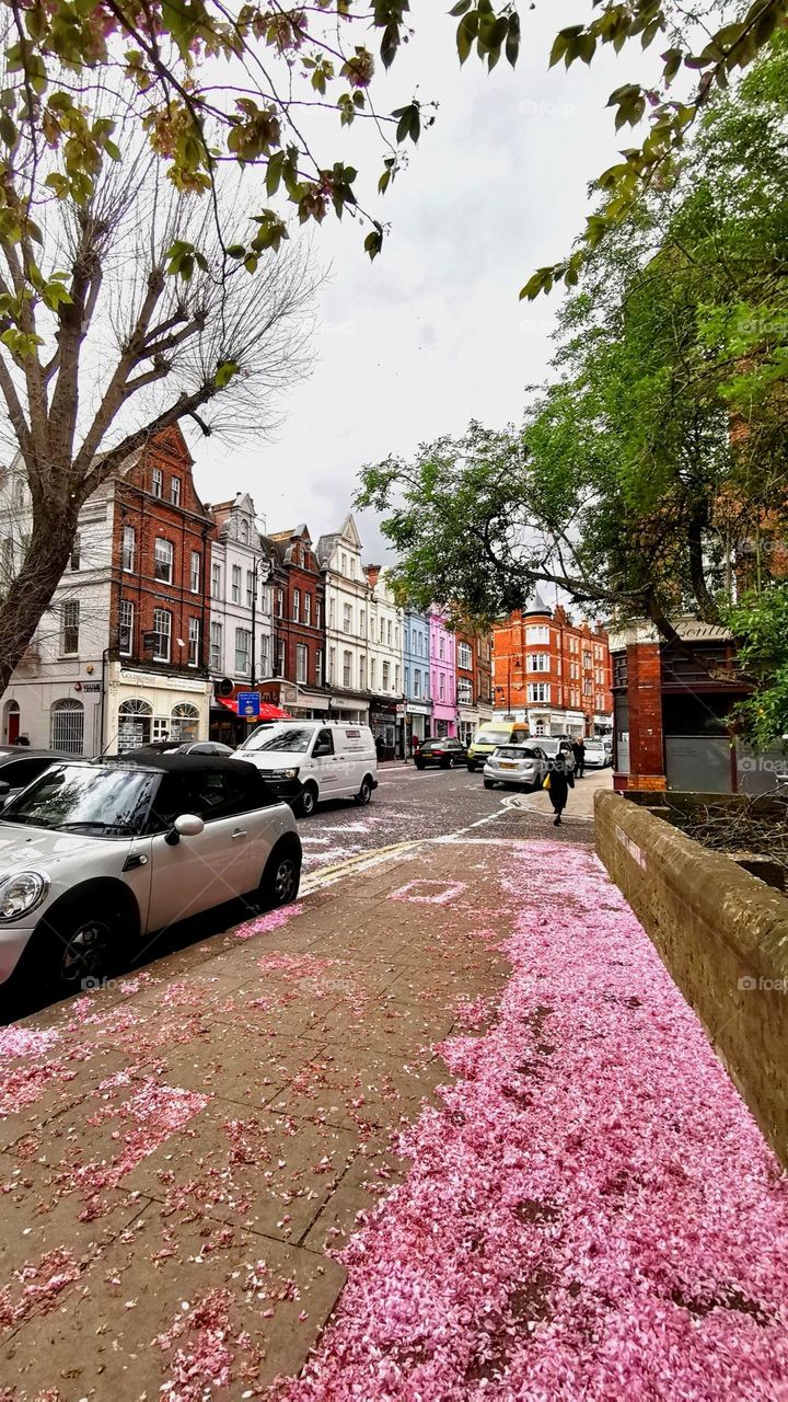 Streetphoto. Baby pink colour on the street. London streets, Spring time, spring blooming. Beautiful architecture.