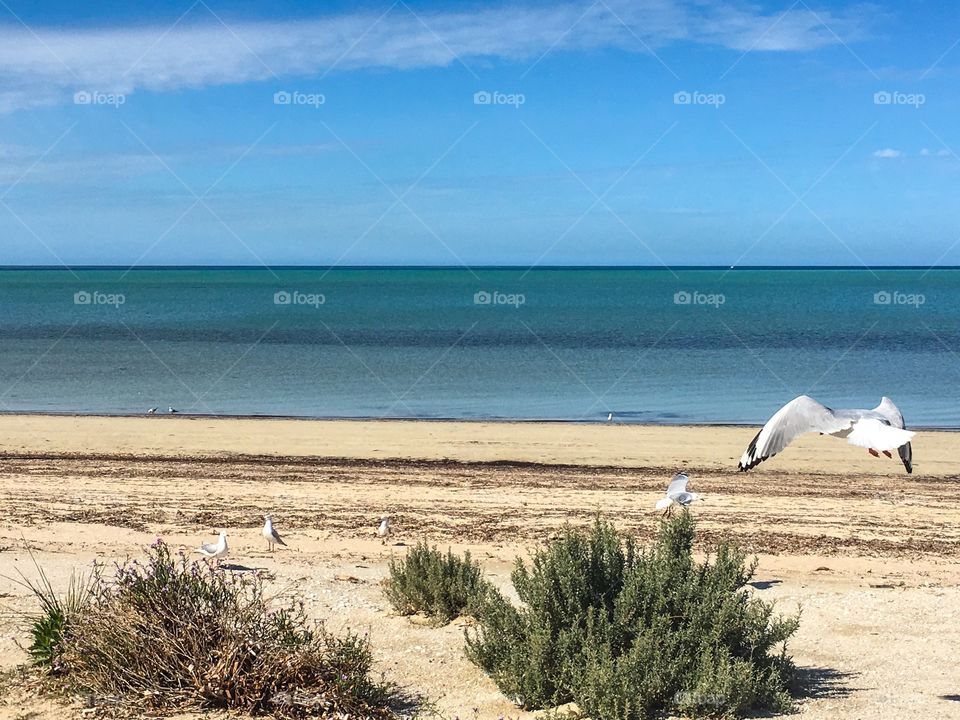 Seagull flying low over beach in flight at ocean south Australia 