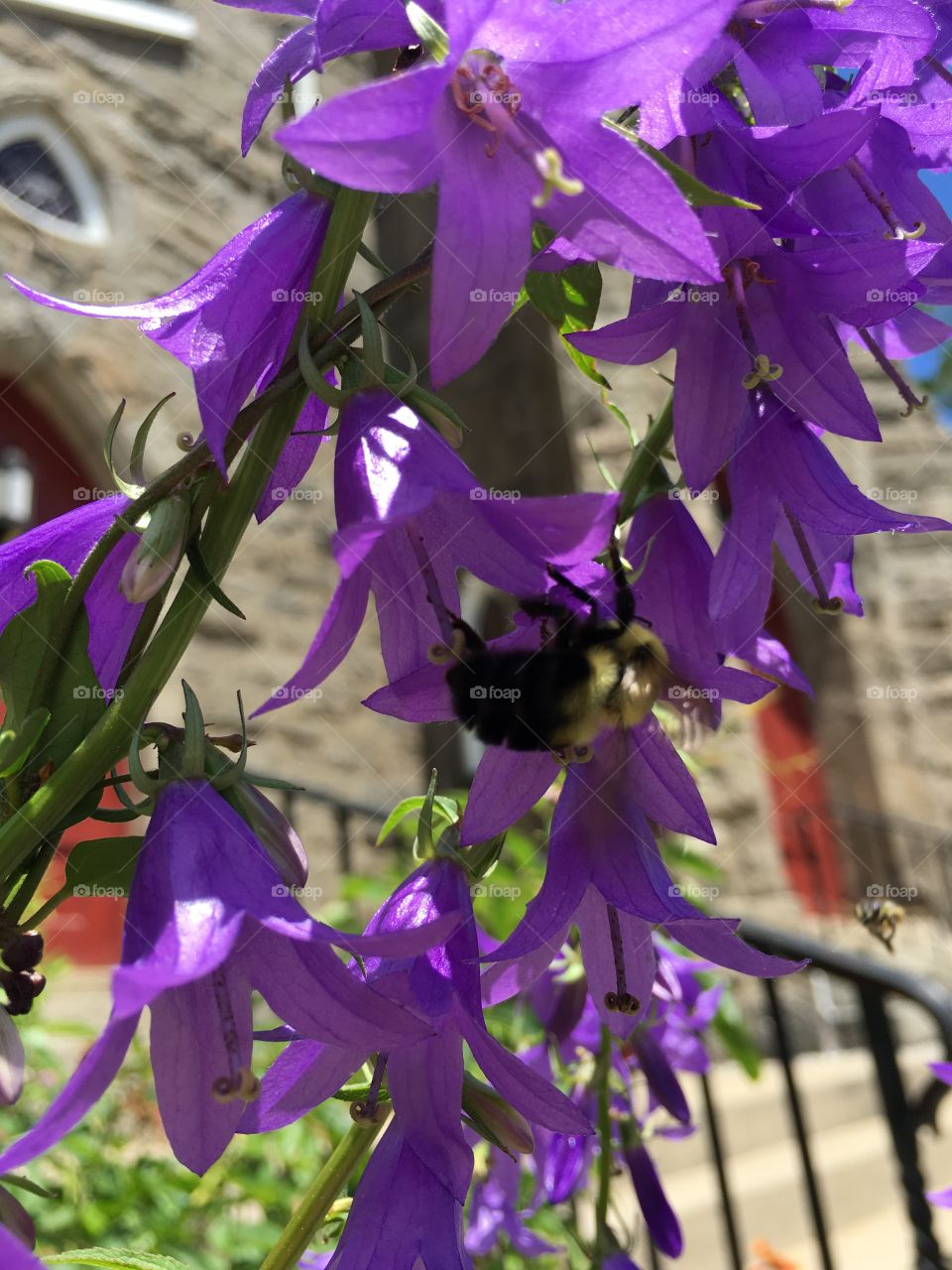 Purple with bumblebee