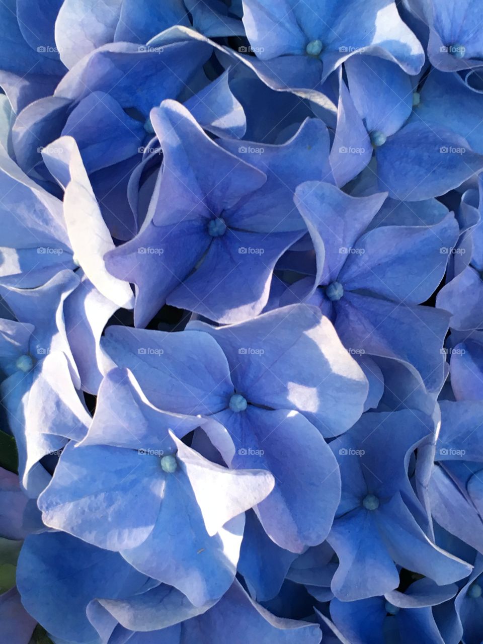 Flores Hortensias azules