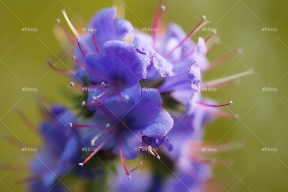 Extreme close-up of flower