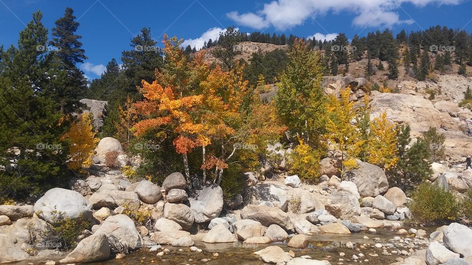 Foliage in Rocky Mts