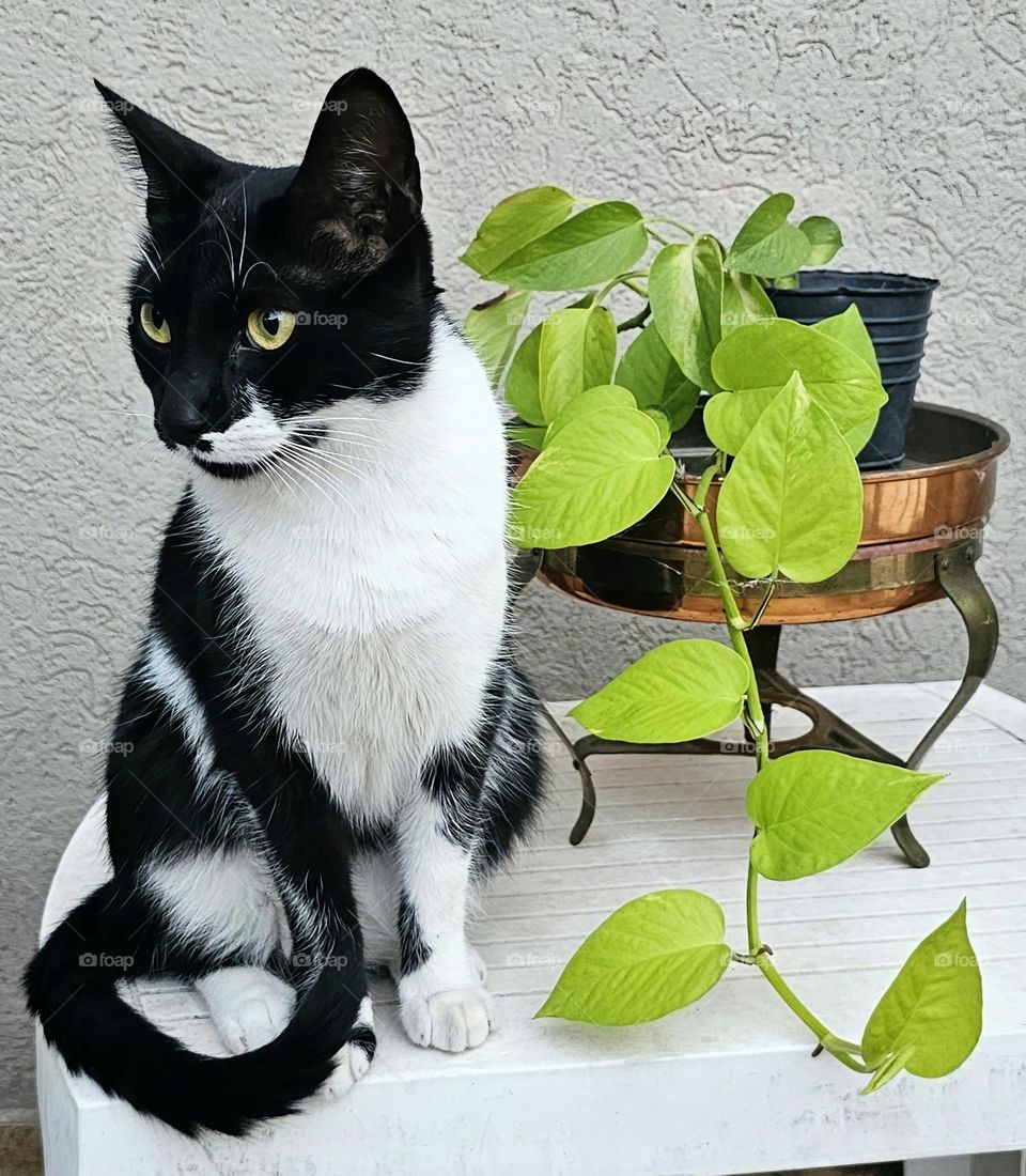 Black and white cat with a bright green plant on a white table.  Mimi looking queen like watching the other two walk by and thinking : "those two silly kittens". She loves then Tango and Toga now and plays along.