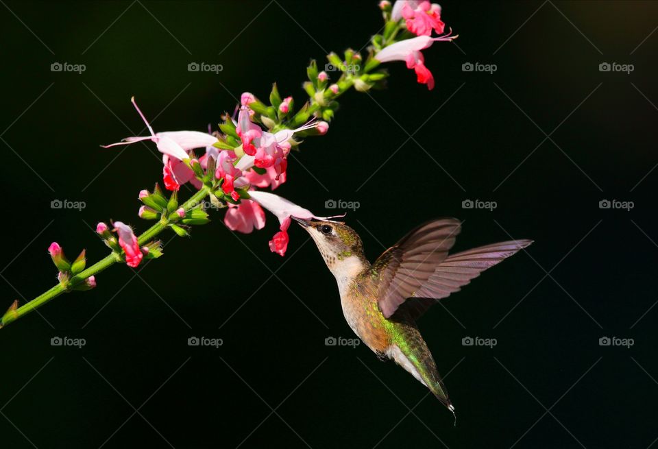 hummingbird feeding from nymph salvia