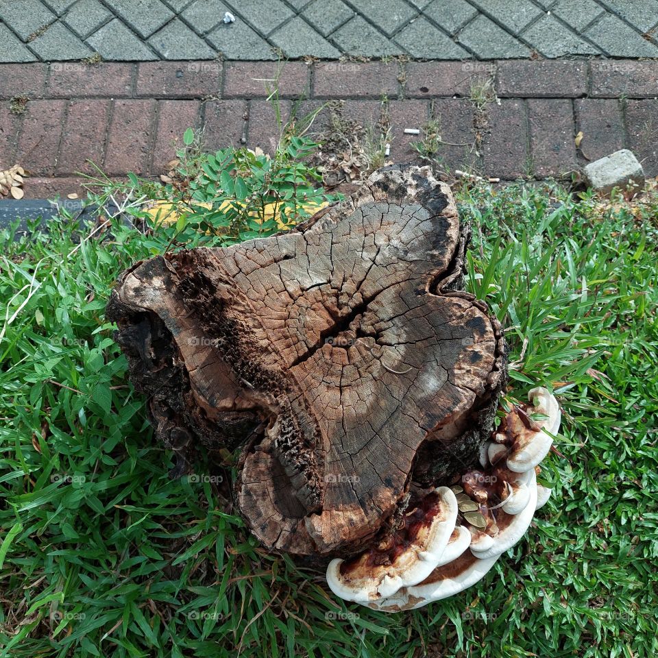 Mushrooms that grow on trees that have been cut down