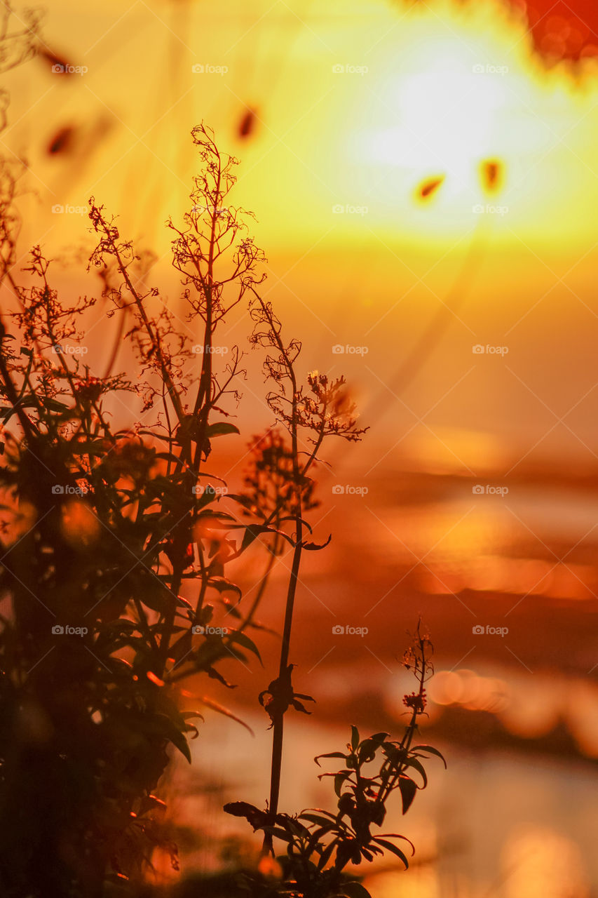 silhouette flower landscape sunset