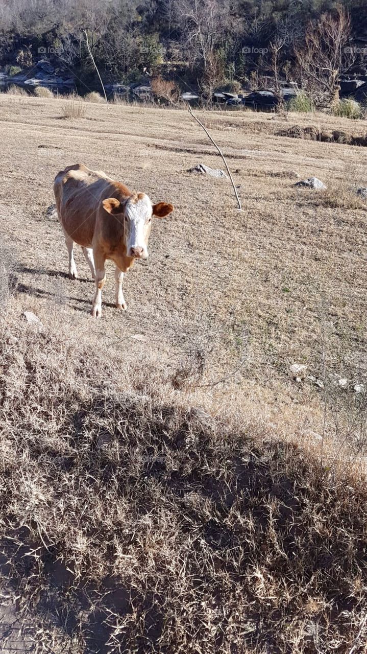 Cow