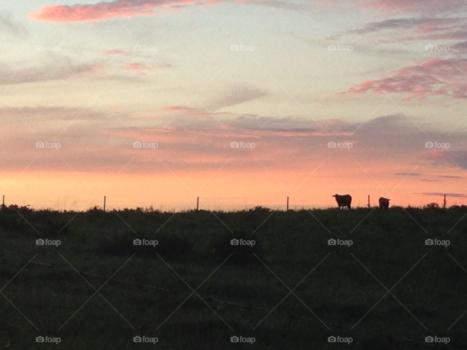 Cow in the field at dawn. A cow lows at a runner at dawn in Florida. 